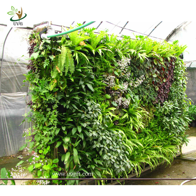 China UVG GRW032 Green Grass Living Wall Garden Landscaping Plant Artificial Walls supplier