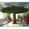UVG glassfiber indoor green fake banyan tree tall silk trees for shopping center decoration GRE054 supplier