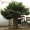 UVG glassfiber indoor green fake banyan tree tall silk trees for shopping center decoration GRE054 supplier