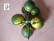 UVG high simulation plastic artificial coconut for fake palm tree decoration PTR045 supplier