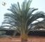 UVG PTR55 Decorative indoor palm tree artificial Phoenix hanceana Naud for park lanscaping supplier