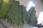 UVG 2 meters wholesale material uv artificial palm leaves for park decoration PTR041 supplier