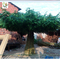 UVG green outdoor artificial banyan tree with huge fiberglass trunk for restaurant patio landscaping GRE057 supplier