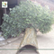 UVG huge banyan artificial decorative trees with hollow trunk for school library landscaping GRE068 supplier