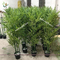 UVG PLT13 artificial bamboo plants for indoor home garden decoration supplier